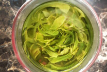 仰天雪绿茶的储存方法-茗扬网