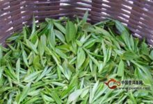 瑞草魁的采摘与制作-茗扬网