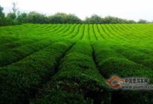 瑞草魁产地在哪-茗扬网