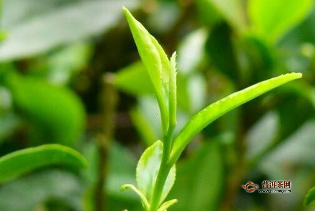 平水珠茶的功效，喝平水珠茶的好处
