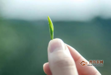 平水珠茶的适宜人群-茗扬网