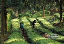 小布岩茶的产地-茗扬网