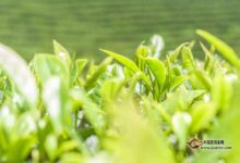 泉岗辉白茶炒制工艺-茗扬网