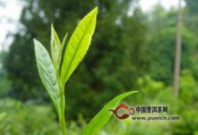 泉岗辉白是绿茶吗-茗扬网