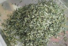 桂林毛尖的功效与禁忌事项-茗扬网