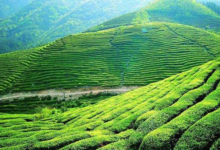 桂林毛尖属于什么茶 桂林毛尖多少钱一斤-茗扬网