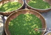 桂林毛尖制作工艺-茗扬网