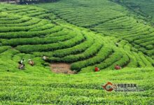 桂林毛尖茶产地-茗扬网