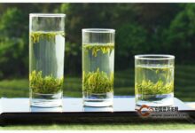 建德苞茶冲泡方法-茗扬网