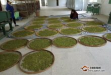 桂东玲珑茶采制工艺-茗扬网