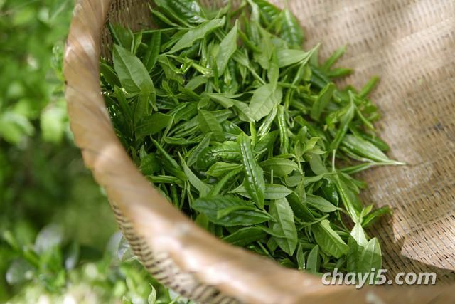 天山绿茶产地是哪里 天山绿茶产品特点