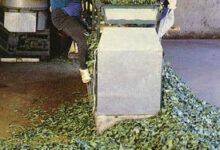 天山绿茶的加工技术-茗扬网