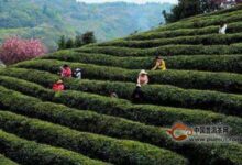 汉水银梭产地-茗扬网