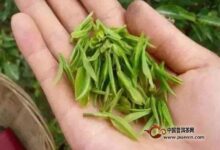 汉水银梭在哪种植-茗扬网