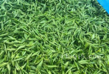 茶叶双井绿的作用与禁忌-茗扬网