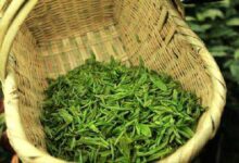 喝麻姑茶对身体有什么好处-茗扬网