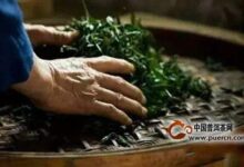 麻姑茶的制作工艺-茗扬网