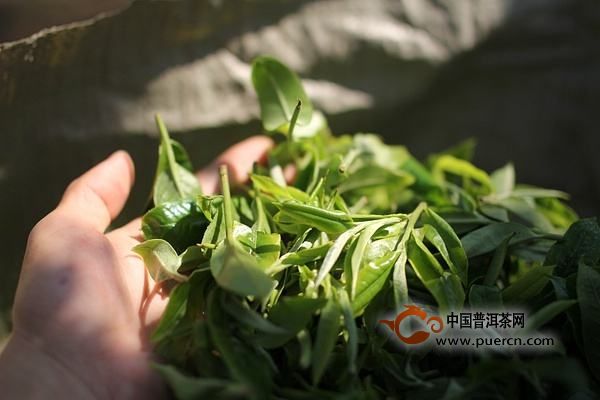 麻姑茶的制作工艺