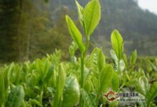 南山寿眉的制作工艺-茗扬网