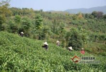 南山寿眉产地-茗扬网