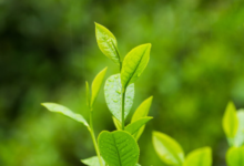 南山寿眉茶的禁忌与注意事项 空腹可以喝南山寿眉茶吗-茗扬网