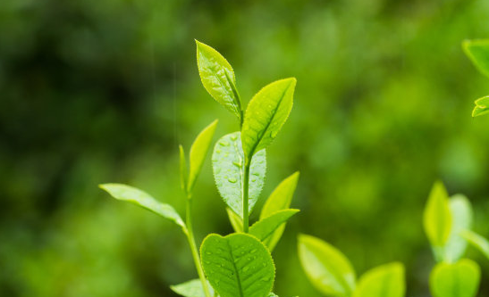 南山寿眉茶的禁忌与注意事项 空腹可以喝南山寿眉茶吗