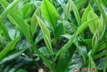 老竹大方绿茶怎么样-茗扬网