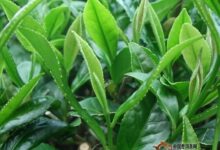 老竹大方的制作工艺-茗扬网