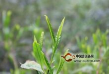什么是老竹大方茶-茗扬网