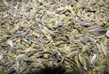 宝洪茶的功效与禁忌事项-茗扬网