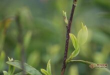 宝洪茶制作工艺-茗扬网