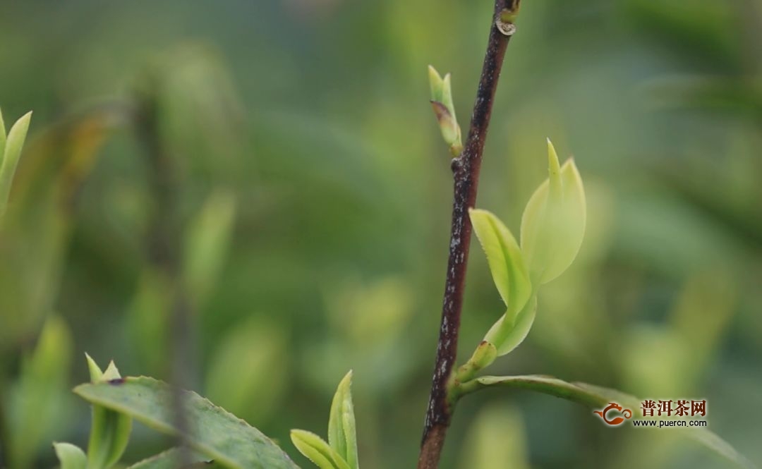 宜良宝洪茶多少钱一斤