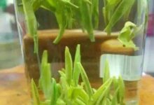 龟山岩绿的保健功效-茗扬网