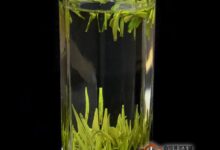 龟山岩绿冲泡方法-茗扬网