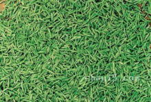 雪水云绿的功效与作用 雪水云绿的禁忌事项-茗扬网