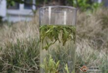 雪水云绿茶功效与作用-茗扬网