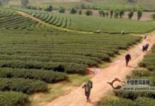 金水翠峰的产地-茗扬网