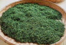 长饮峨眉山茶的功效及作用-茗扬网
