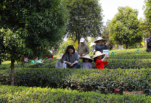 峨眉山茶采制工艺-茗扬网