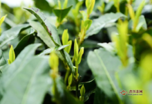 峨眉山茶价格多少钱一斤-茗扬网