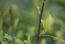 峨眉山茶制作工艺-茗扬网
