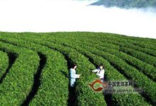 峡州碧峰怎么样-茗扬网