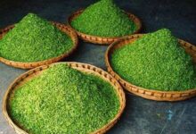 马边云雾茶的采制工艺-茗扬网