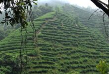 普洱茶和大悟绿茶的区别-茗扬网