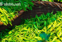 大悟绿茶属于什么茶-茗扬网