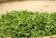 井冈翠绿的功效与禁忌事项-茗扬网