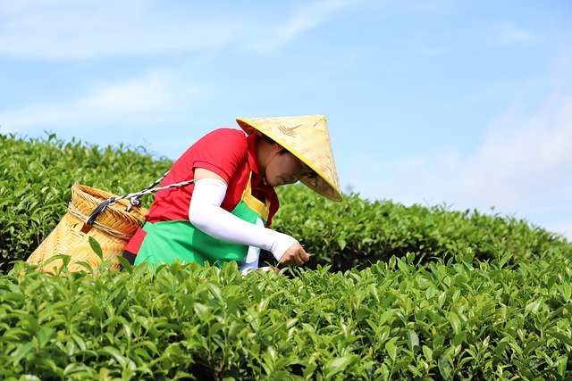 长饮陕南绿茶的功效及作用