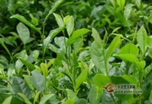 官庄毛尖产地在哪里-茗扬网