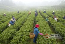 官庄毛尖的生态环境-茗扬网