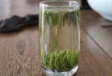 官庄毛尖的功效与作用 官庄毛尖怎么泡好喝-茗扬网